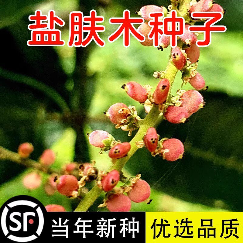 盐肤木种子 蜜源树种子别名五倍子种子 花木林木苗木种子 - 实物图