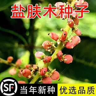 盐肤木种子 蜜源树种子别名五倍子种子 花木林木苗木种子