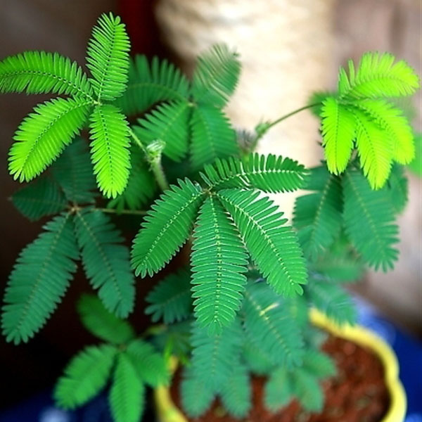 盆栽花草花卉种子 含羞草种子 阳台庭院种植易种盆栽花籽 四季播