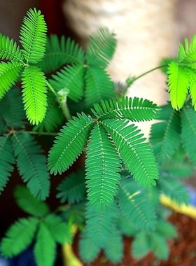 盆栽花草花卉种子 含羞草种子 阳台庭院种植易种盆栽花籽 四季播