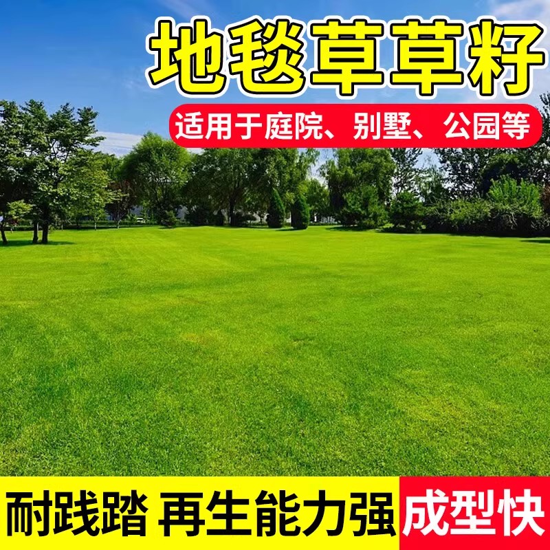 高档地毯草免修剪耐践踏草坪草籽