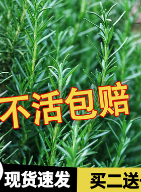 迷迭香盆栽薄荷罗勒紫苏阳台庭院种植可食用香料耐寒植物四季