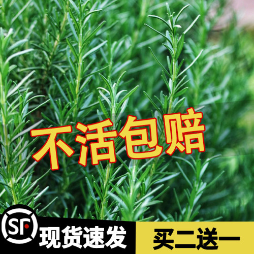 迷迭香盆栽薄荷罗勒紫苏阳台庭院种植可食用香料耐寒植物四季