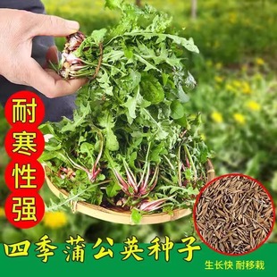 野生蒲公英种籽的种子种植婆婆丁浦公英四季盆栽食用蔬菜野菜苗孑