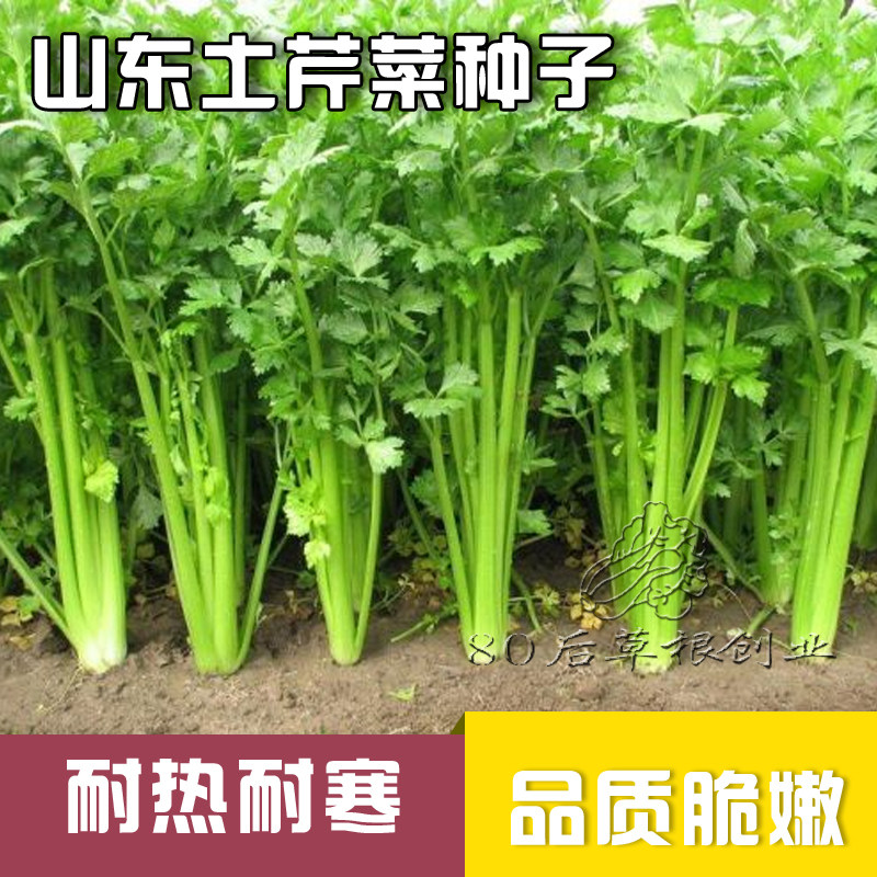 蔬菜种子 土芹菜种子 四季芹菜种子 香芹 小芹菜籽