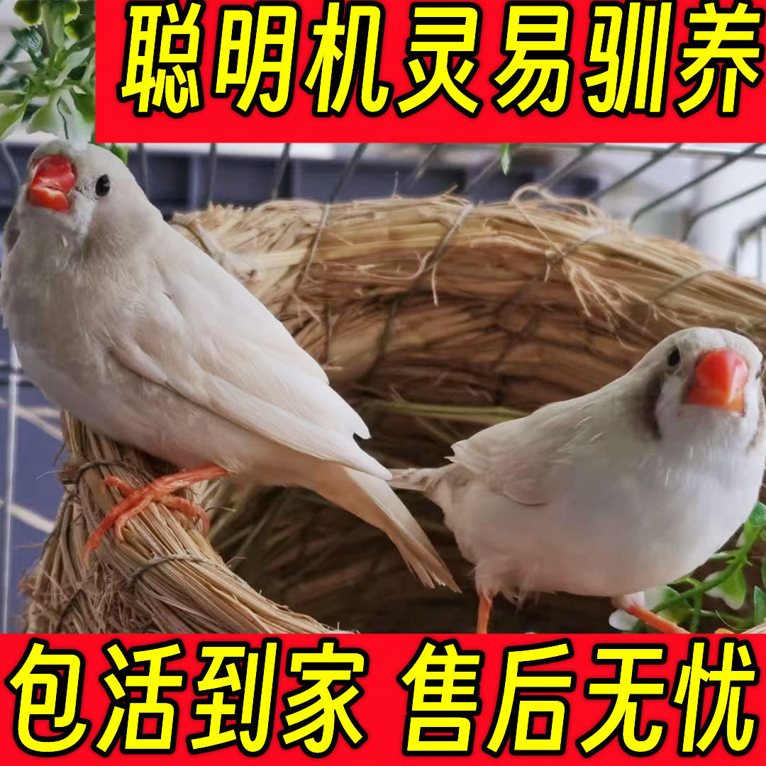 珍珠鸟宠物活物灰白珍珠鸟七彩鸟灰白珍珠活鸟萌宠物鸟一对小鸟活