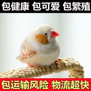 珍珠驼色珍珠灰色和珍珠白色包公包母一对观赏鸟可爱鸟宠物粘人鸟