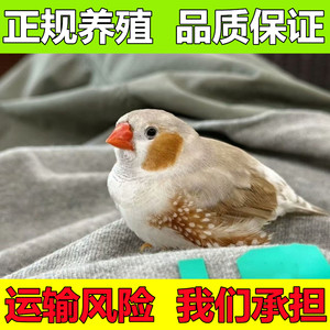 珍珠鸟宠物鸟灰白鸟七彩鸟灰白珍珠活鸟萌宠物鸟一对小鸟活观赏鸟