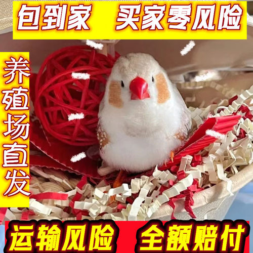 珍珠鸟灰白珍珠繁殖幼鸟送粮
