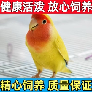 牡丹鹦鹉活鸟黄桃绿桃家庭宠物鸟学说话可手养可繁殖可爱小鸟亲人