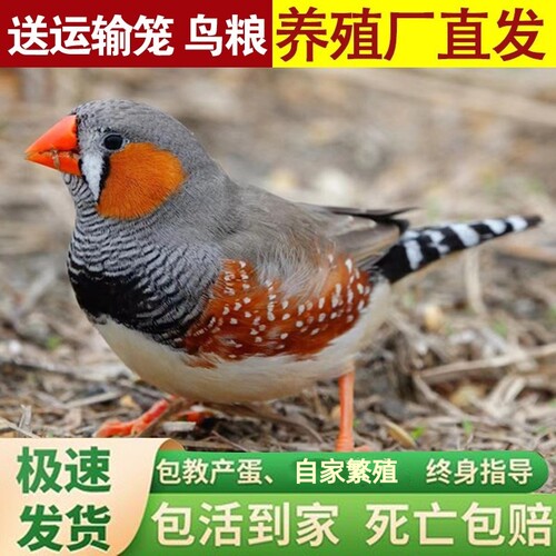 珍珠鸟宠物活物灰可爱健康