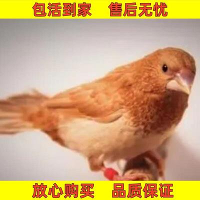 十姐妹驼白花和黑白花观赏鸟可爱鸟粘人鸟可锻炼手养保姆鸟亲人鸟