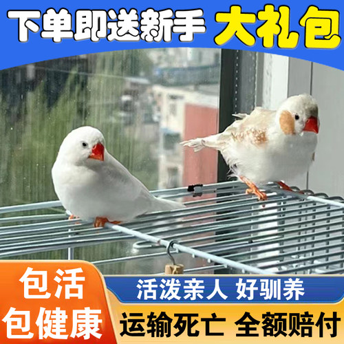 珍珠鸟宠物活物灰白文鸟