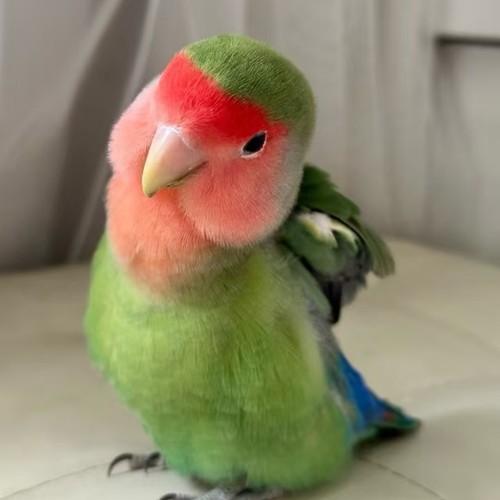 活体牡丹鹦鹉日本桃脸鹦鹉