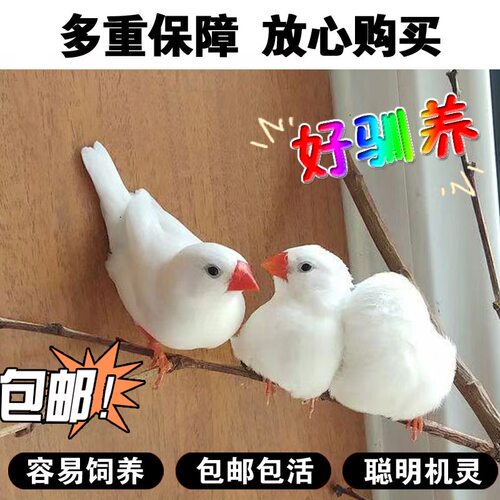 珍珠鸟网红小鸟一对可繁殖