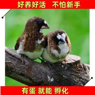 十姐妹黑白花和驼白花保姆鸟可爱鸟观赏鸟宠物鸟可锻炼手养小鸟鸟