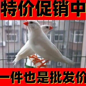 珍珠鸟宠物鸟灰白鸟七彩鸟