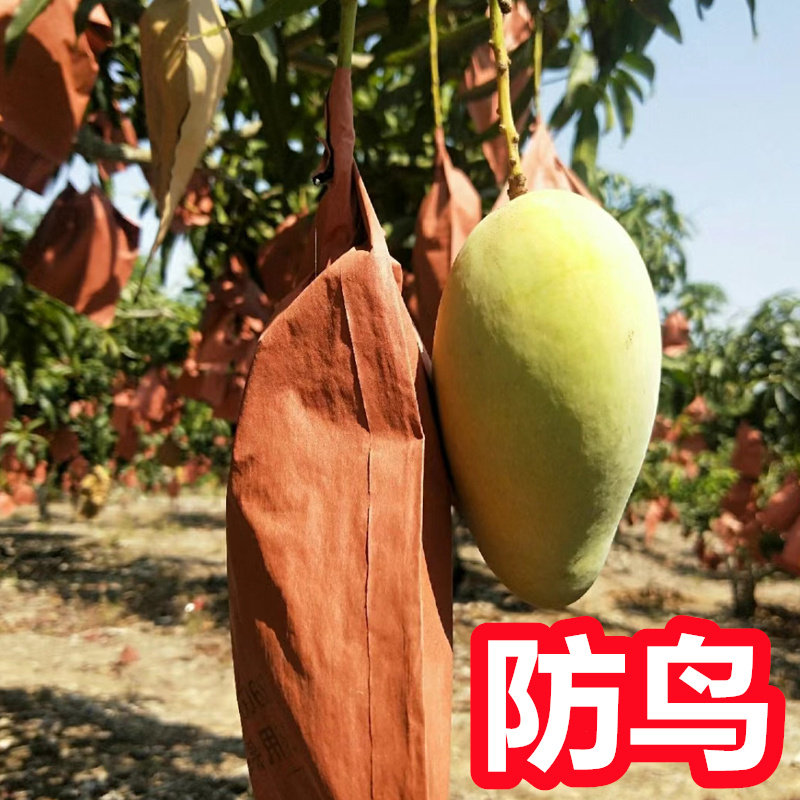 芒果套袋专用袋 芒果专用套袋包芒果袋子 芒果防虫袋保护芒果纸袋