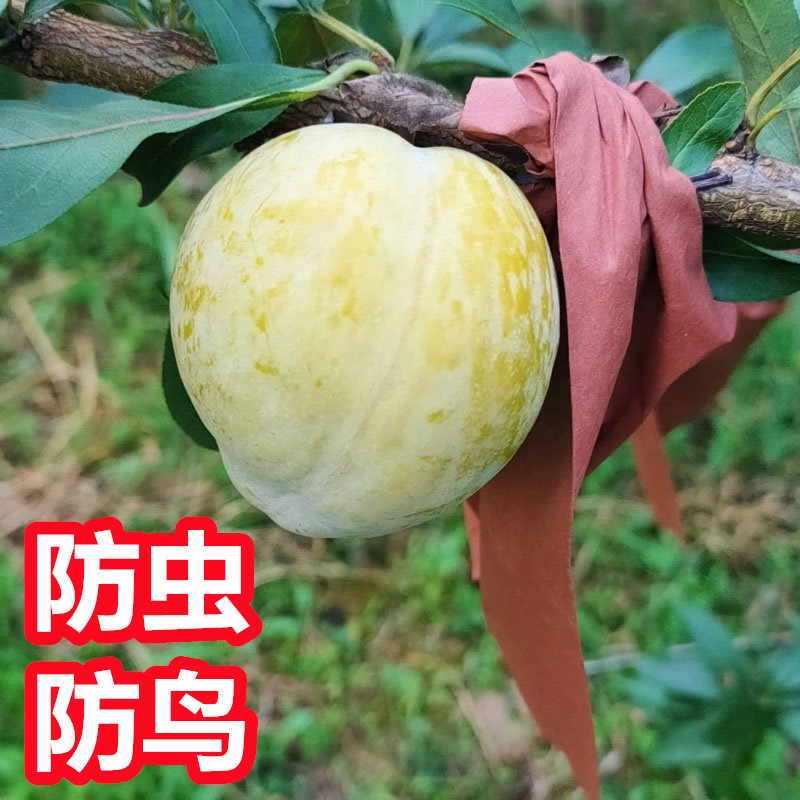 黄金奈李套袋 李子套袋袋子 李子防虫袋包蜂糖李子果套袋水果保护