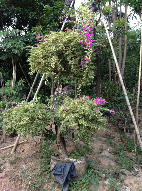 花叶勒杜鹃 深圳绿化苗木 乔木 灌木 价格面议