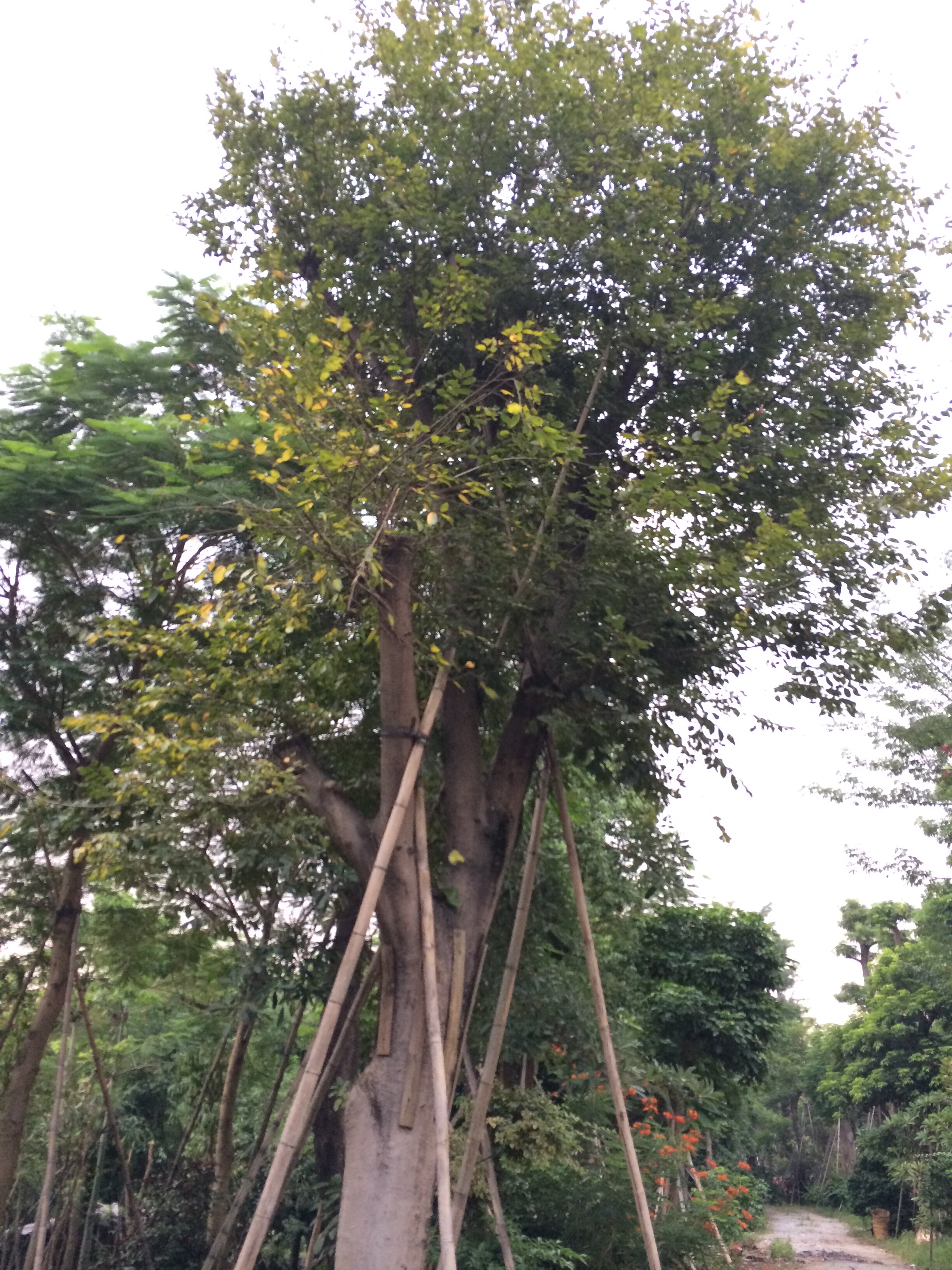深圳景观园林工程设计庭院绿化苗木乔木灌木黄果朴白麻子朴树