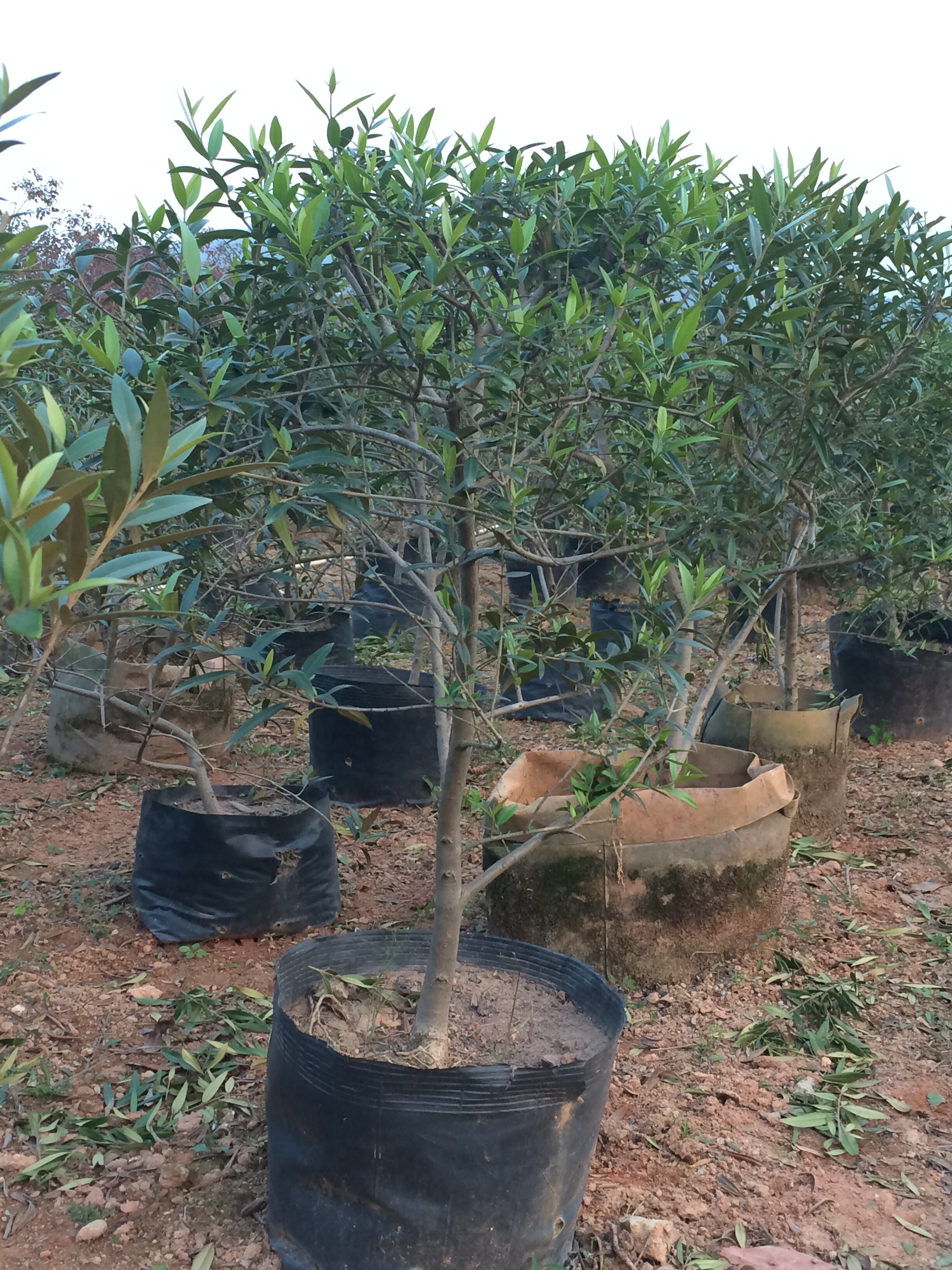 木犀榄球 高90-100公分 齐墩果 深圳绿化苗木 乔木 灌木 价格面议