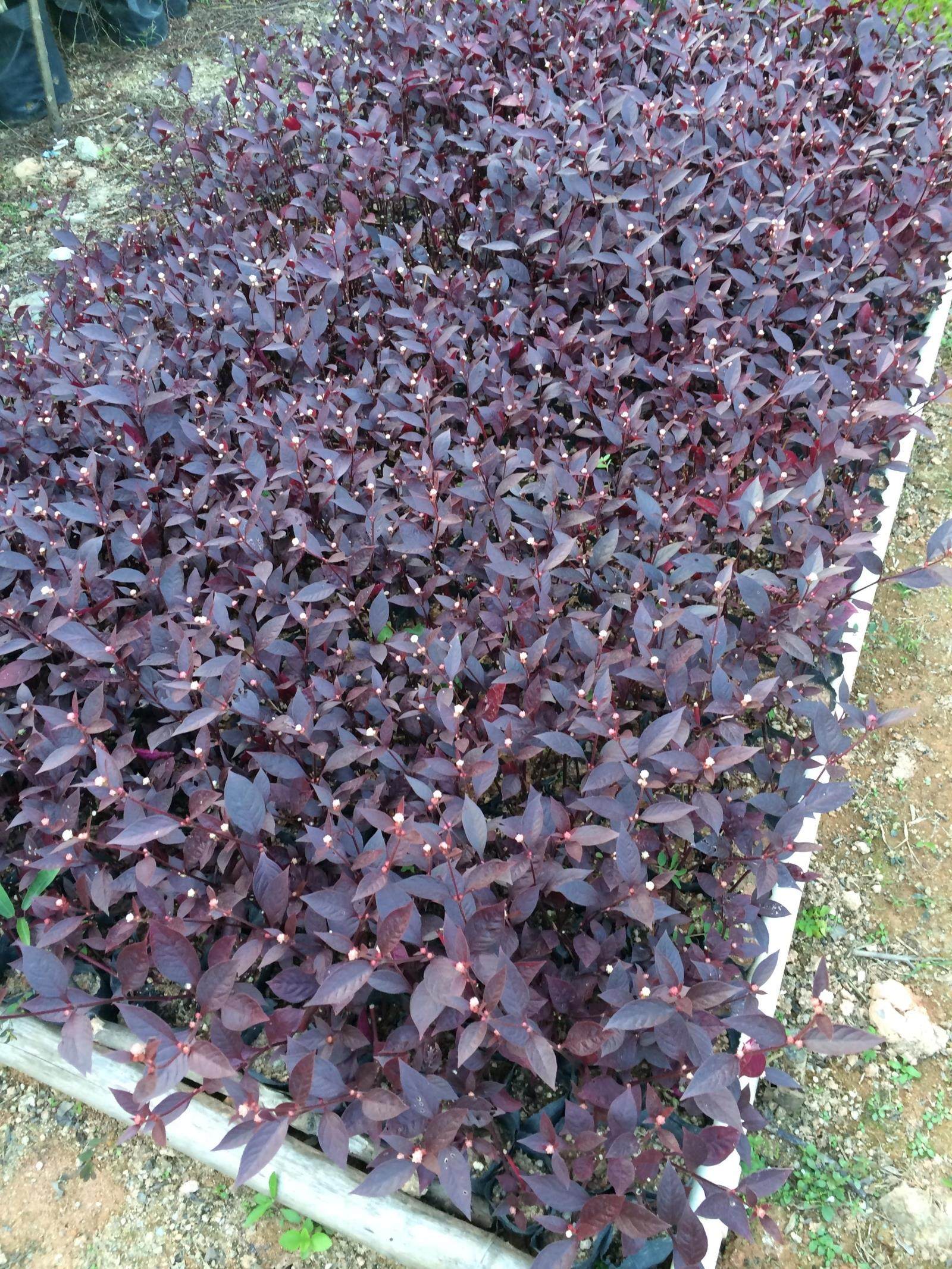 大叶红草 高20-30公分 红龙草 深圳绿化苗木 乔木 灌木 价格面议