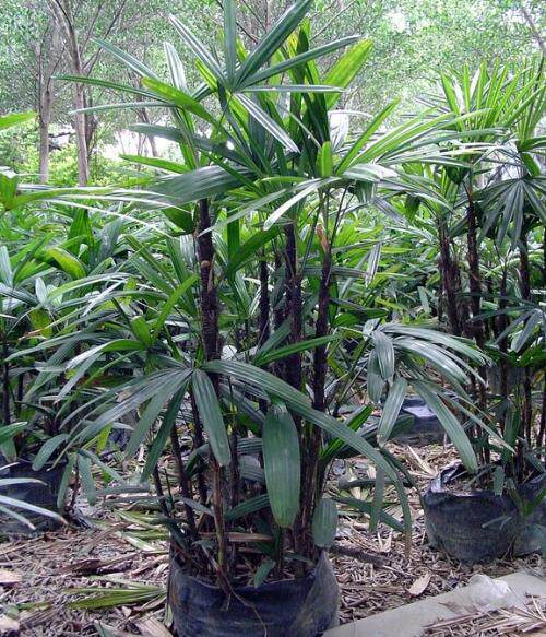 大叶棕竹 高30公分 筋头竹 深圳绿化苗木 乔木 灌木 价格面议