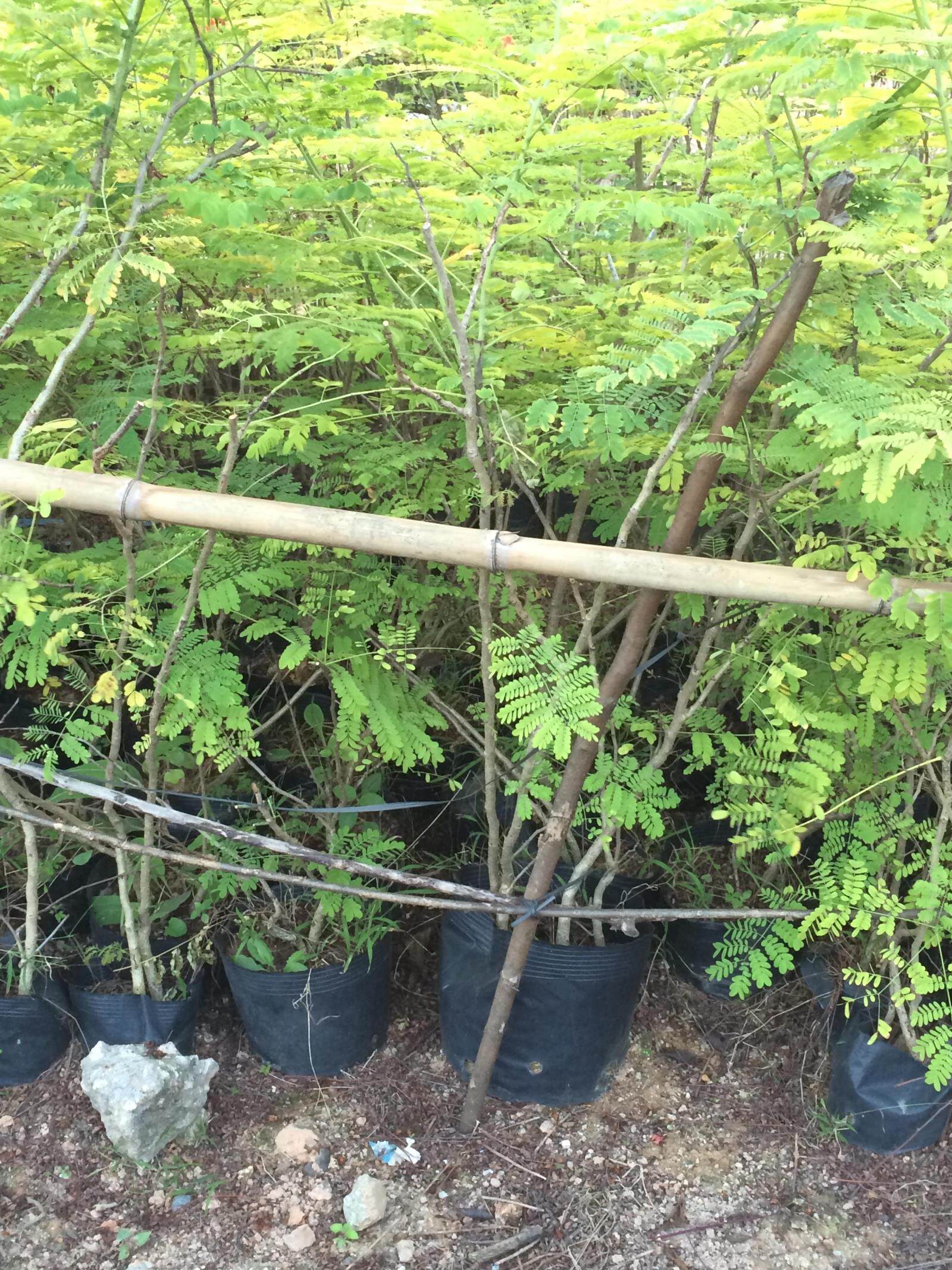 深圳苗圃基地绿化苗木乔木灌木庭院绿化植物树苗 洋金凤黄金凤