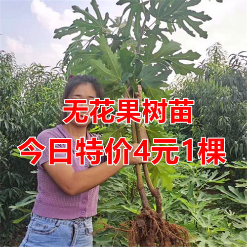 无花果树苗盆栽波姬红特大