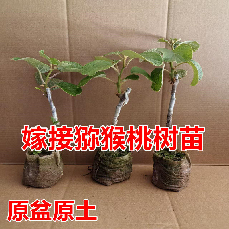 嫁接猕猴桃树苗红心特大