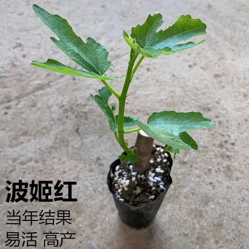 正宗无花果苗原盆带土波姬红品种无花果南北可种庭院阳台种植