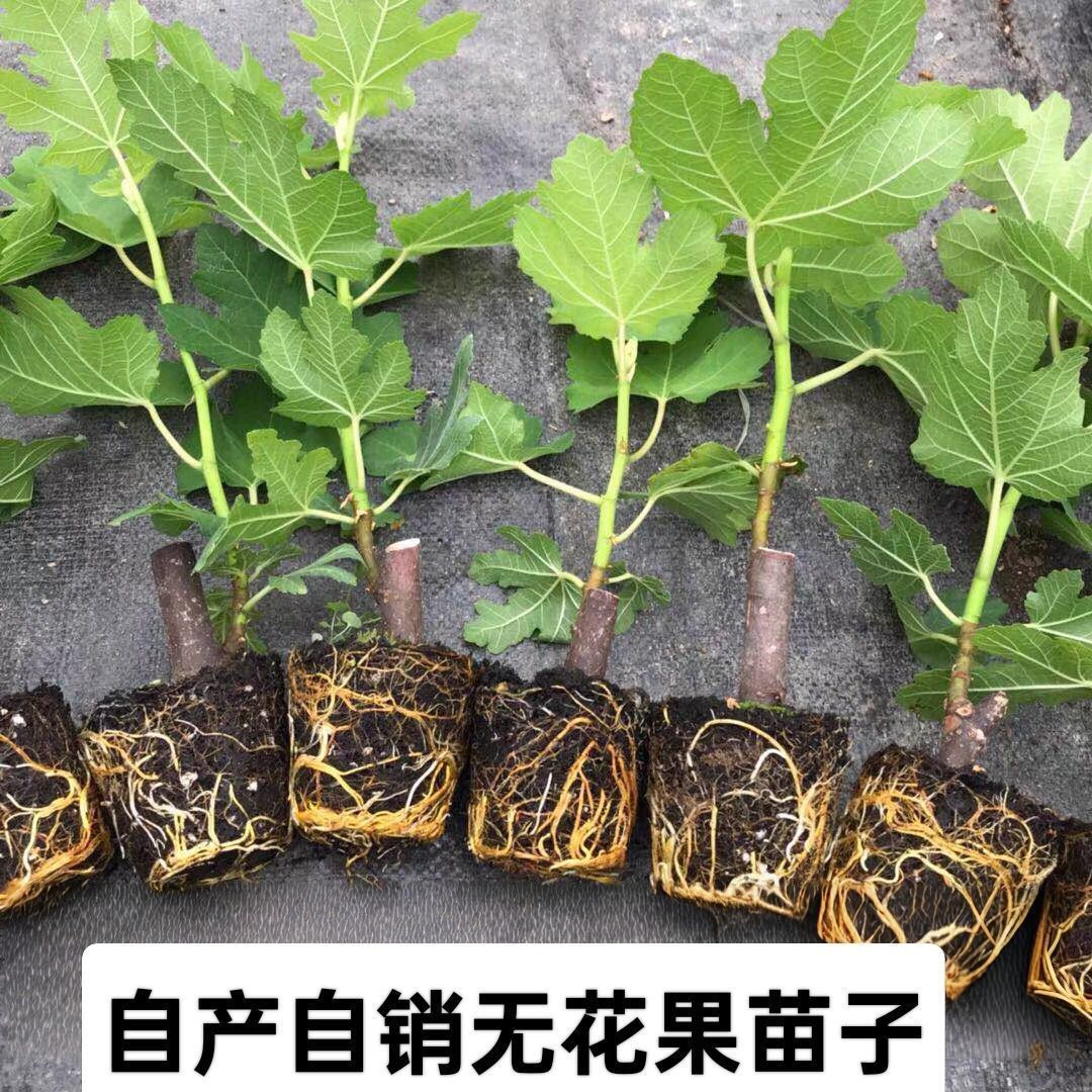 (原盆原土)波姬红无花果树苗盆栽无花果庭院四季南北方阳台种植