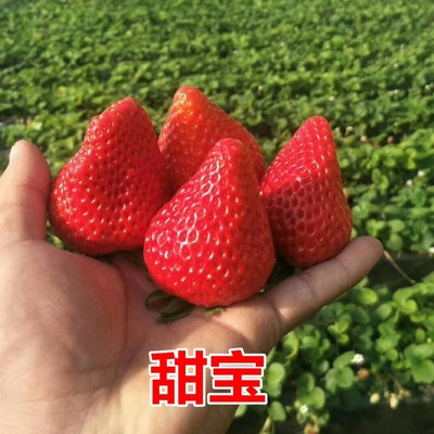 草莓苗甜宝草莓南方北方种植当年结果甜草莓盆栽地栽耐寒草莓秧苗