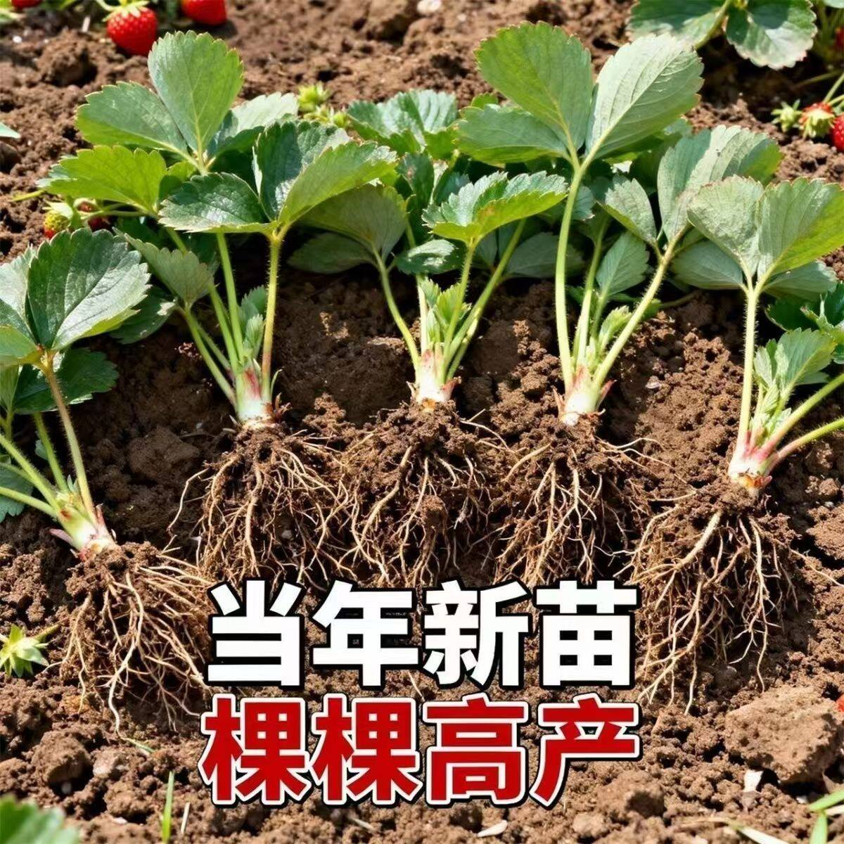 奶油草莓苗当年新苗盆栽地栽结果