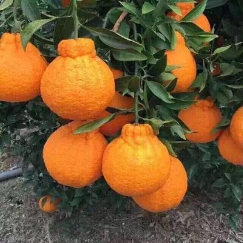 网友分享在meiguo.com的图片