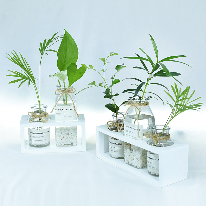 顺丰欧美风水培植物绿萝九里香桌面diy摆件办公室桌面ins绿植盆栽