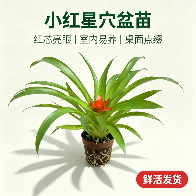 鸿运当头小红星盆栽带花室内招财植物四季好养客厅摆放花卉绿植