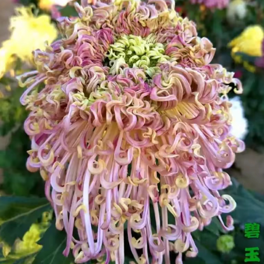 【碧玉勾盘】菊花盆栽大花多年生耐寒好养绿植花卉带花苞发货图片