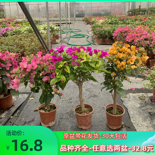 三角梅盆栽带花发货四季开花爬藤植物阳台小花卉庭院勤花好养大苗