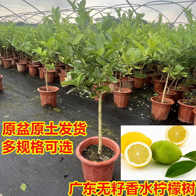 香水柠檬树苗带果可食用四季结果