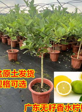 香水柠檬树树苗盆栽带果可食用阳台庭院种植四季结果广东青柠檬苗