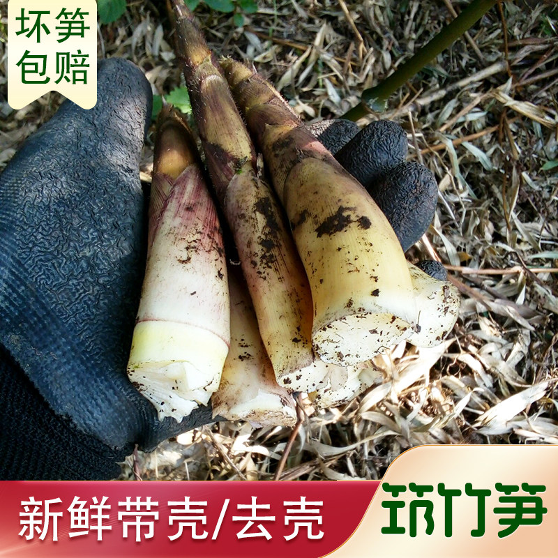 云南筇竹甜笋子正宗大关方竹笋带壳鲜笋蔬菜现挖现发新鲜小竹笋尖