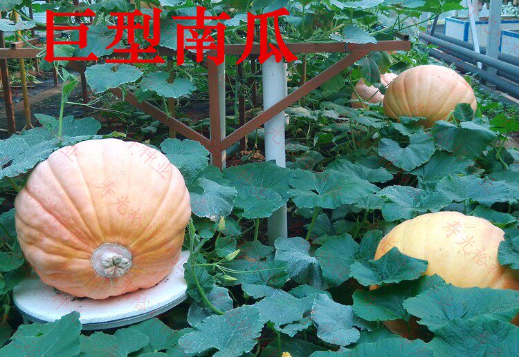 .Four seasons Imported Space Great Pumpkin seed giant U.S.A Pumpkin Four seasons Watch ediblein the Flower delivery/Flowers simulation/Plants gardening , Flowers/Fruits and vegetables/Lawn seed (New) , Home &amp; Garden Seeds  category - from Buy2taobao.com to provide professional Taobao agent buy service