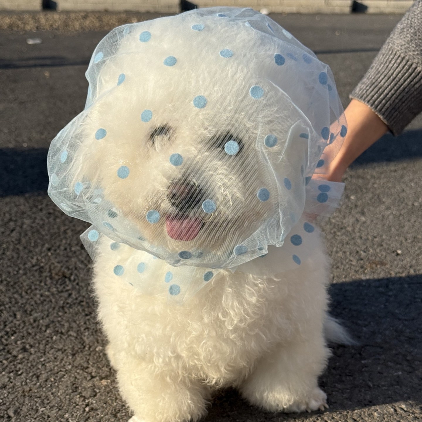 防乱吃头套狗狗头纱舒适透气中大型犬专用嘴套防咬人误食防舔网套,宠物/宠物食品及用品,帽子,淘宝优惠券,粉丝福利购,淘宝优惠卷