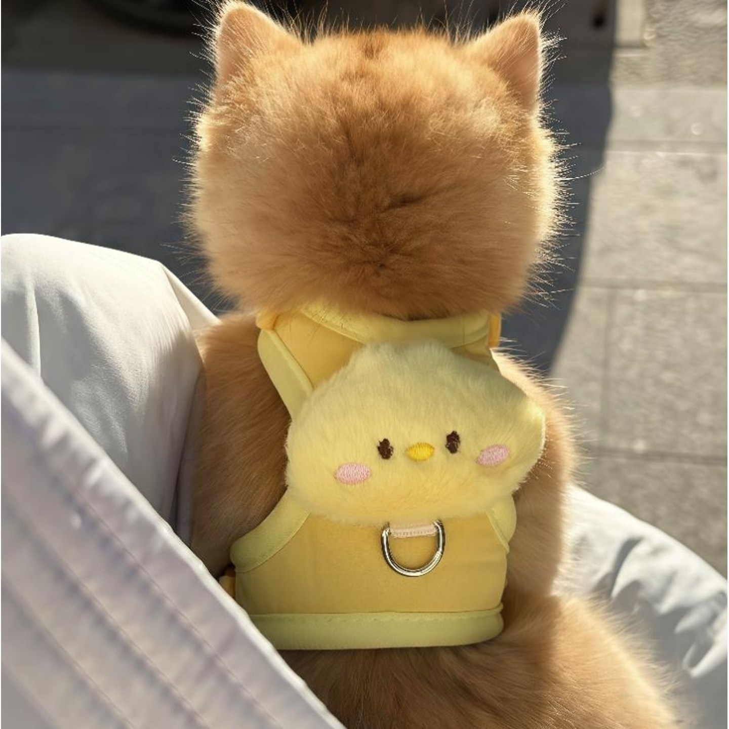 小鸡猫咪牵引绳防挣脱外出专用背心式工字型不勒脖子胸背溜猫遛狗,宠物/宠物食品及用品,猫牵引绳,淘宝优惠券,粉丝福利购,淘宝优惠卷