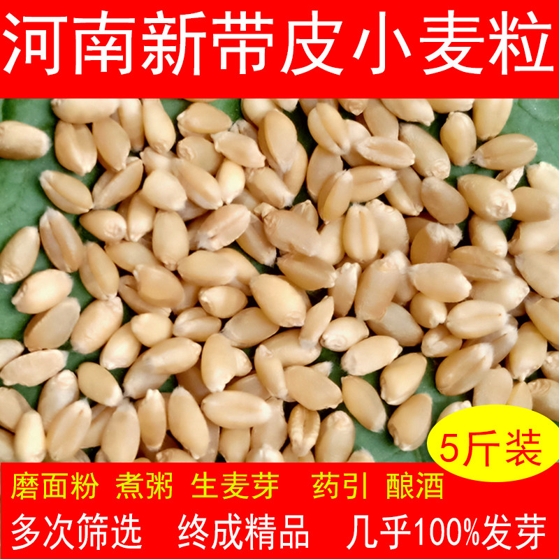 新小麦粒带皮小麦子食用全麦磨面药引发麦芽糖种子麦苗草榨汁鱼饵