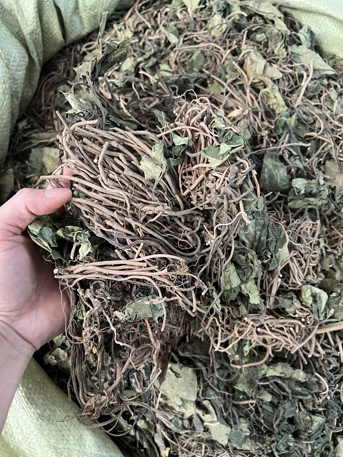 金耳环中药材 土细辛 一块瓦 盆上中草药金耳环