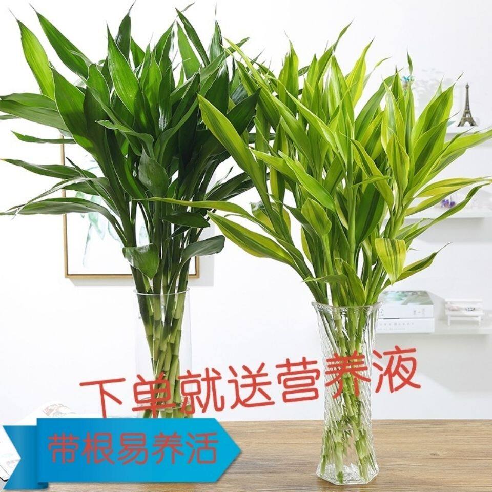水培带根富贵竹花水养客