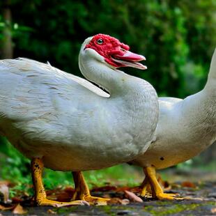阳新土豚农家散养屯鸟活屯现杀番鸭